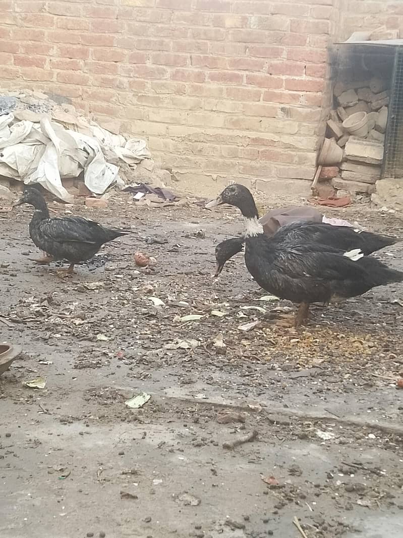 Ducks 1