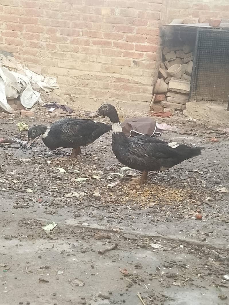 Ducks 2