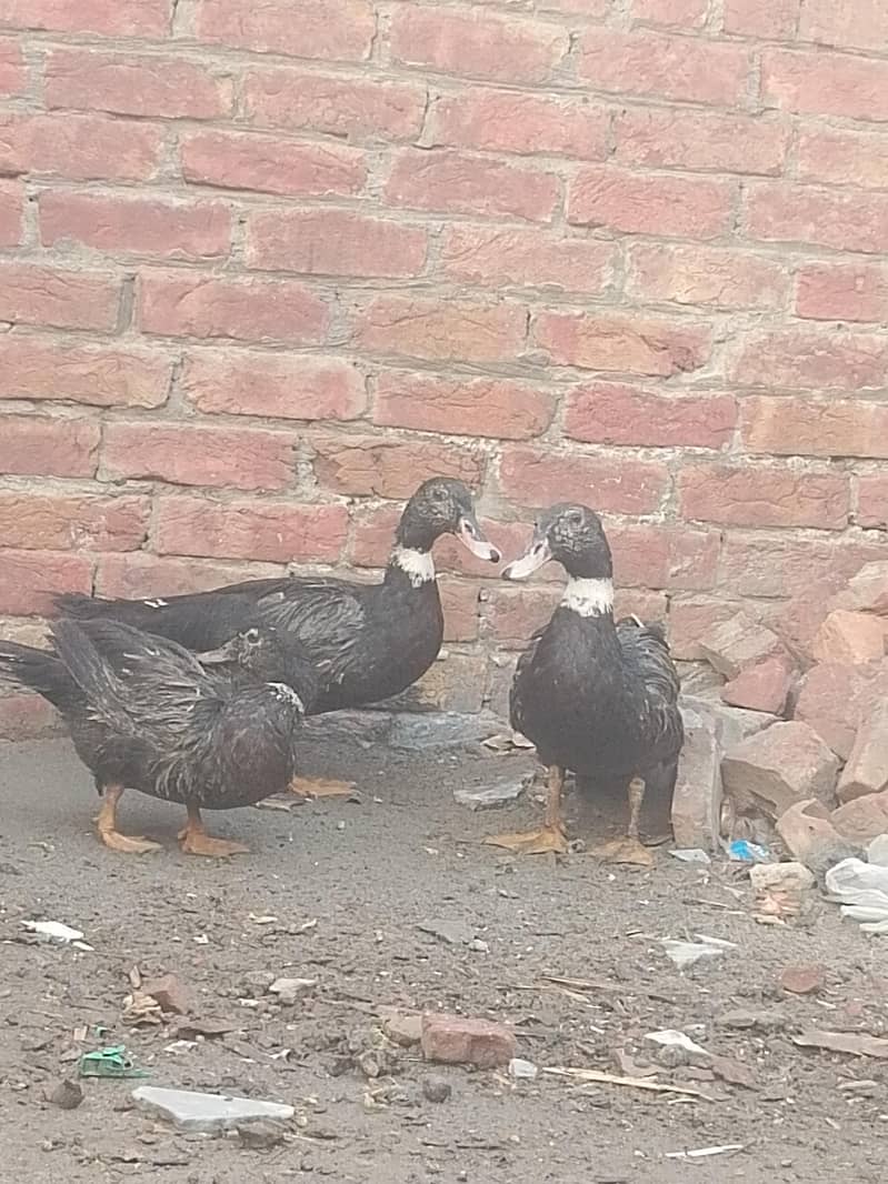 Ducks 5