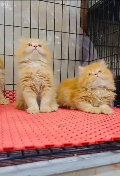Persian cat,in kitan for Sale may WhatsApp 03464644037