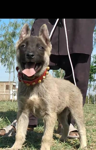 Alsatian bagiyadi full security dog male for sale available
