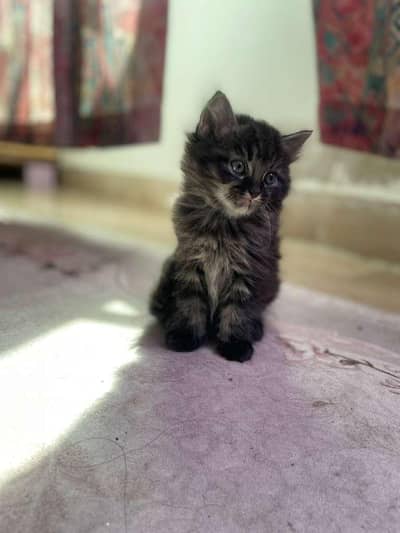 Persian kittens pair