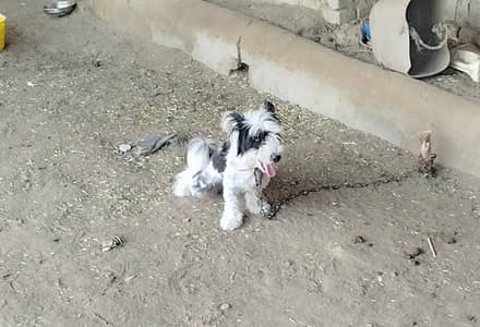 American poddle terrier female for sale female on heat