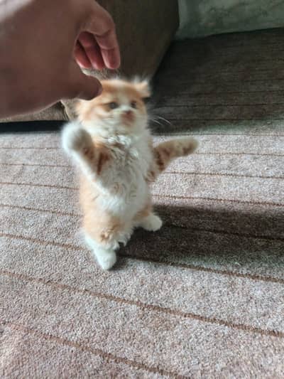 blue eyes, tripple coated and punch face persian kittens