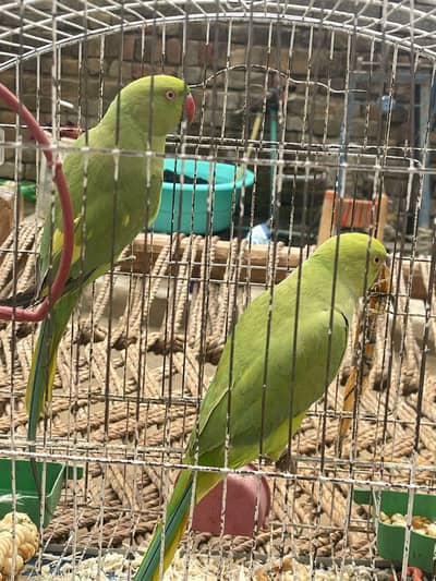 1 bejne klye hai Jo Bai Pasand hai apko