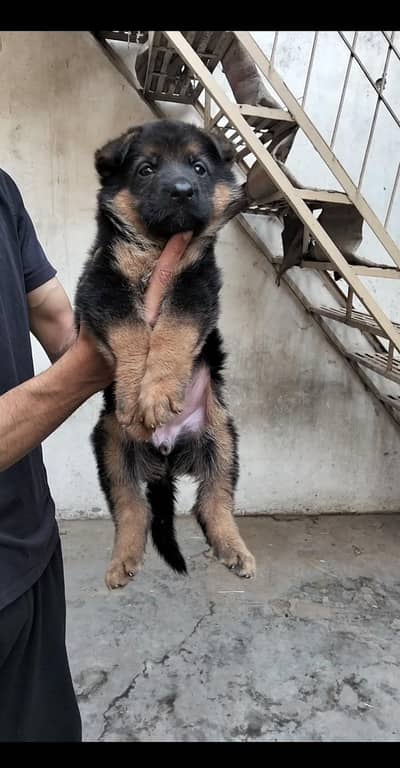 German shepherd stock coat female