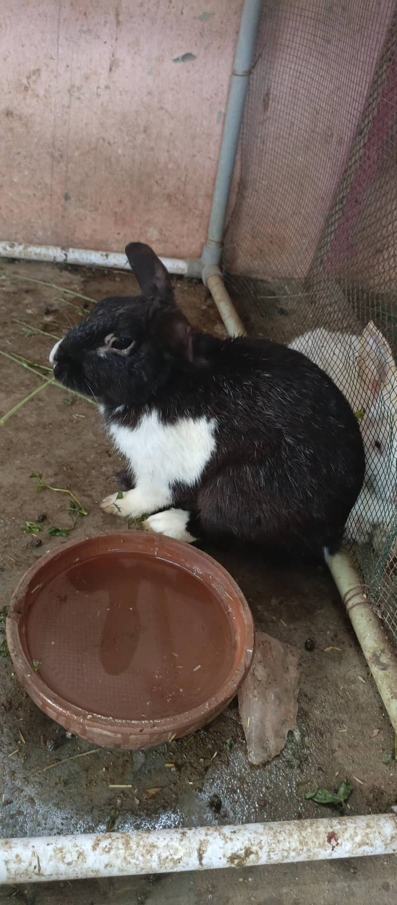 Rabbits 0