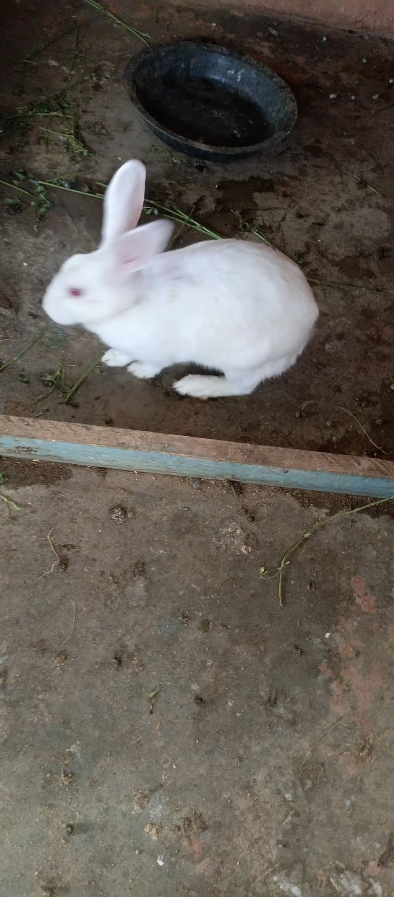 Rabbits 1