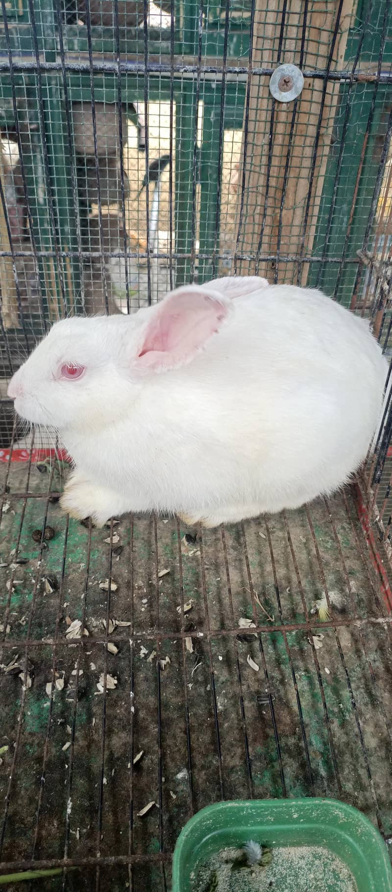 Rabbits 2