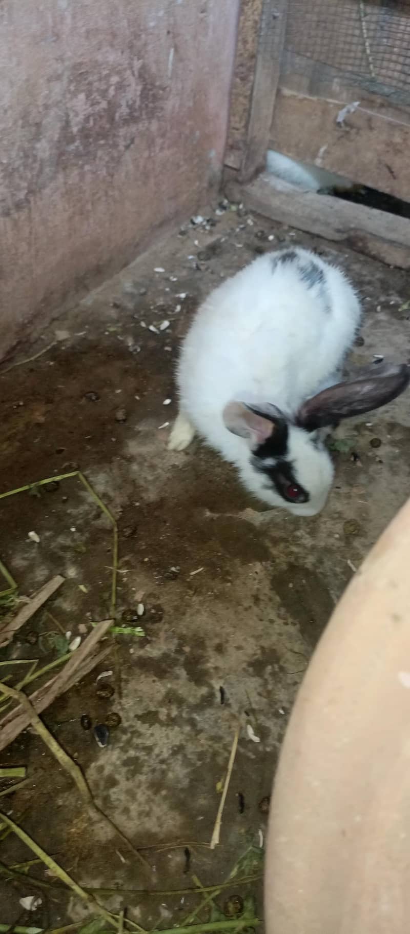 Rabbits 3