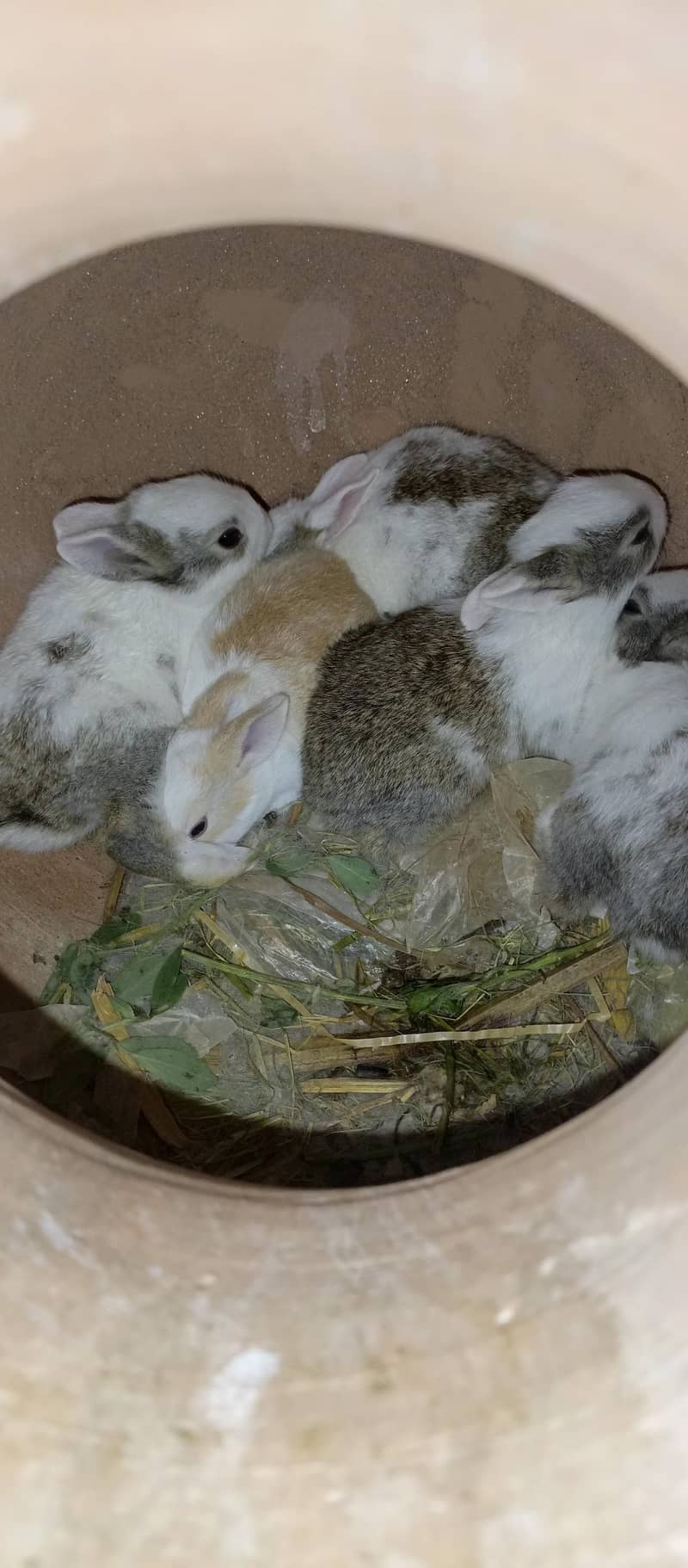 Rabbits 4
