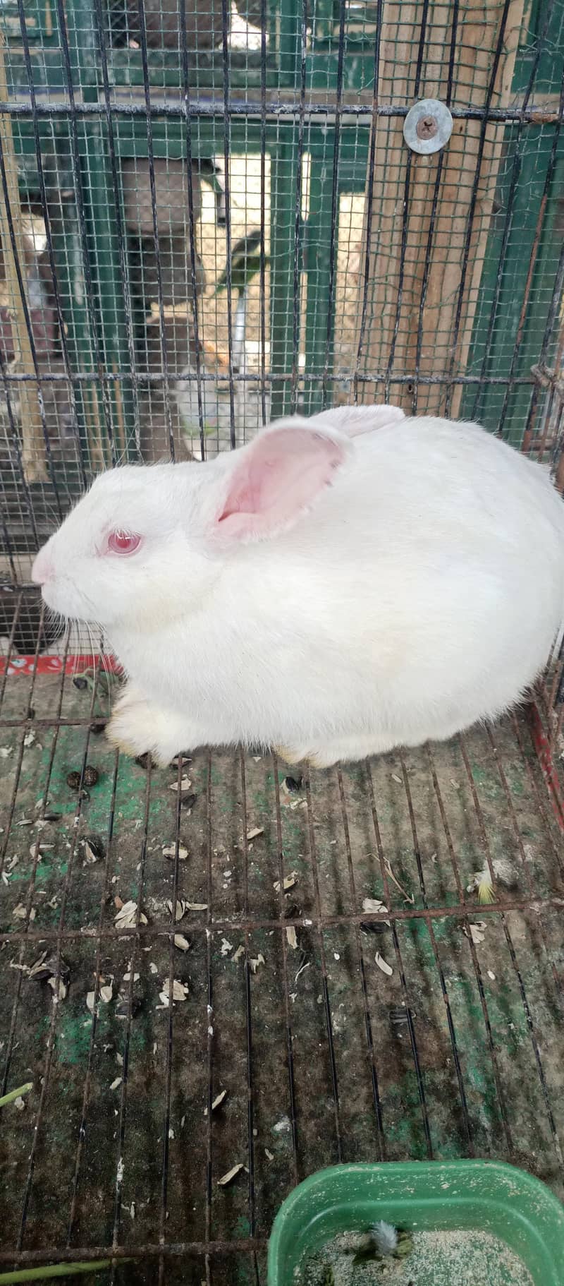Rabbits 5