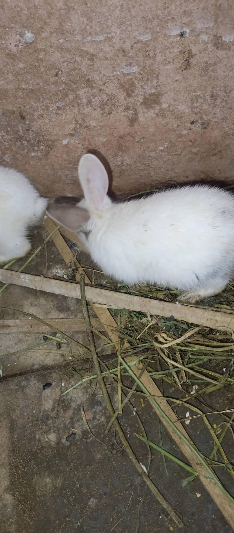 Rabbits 6