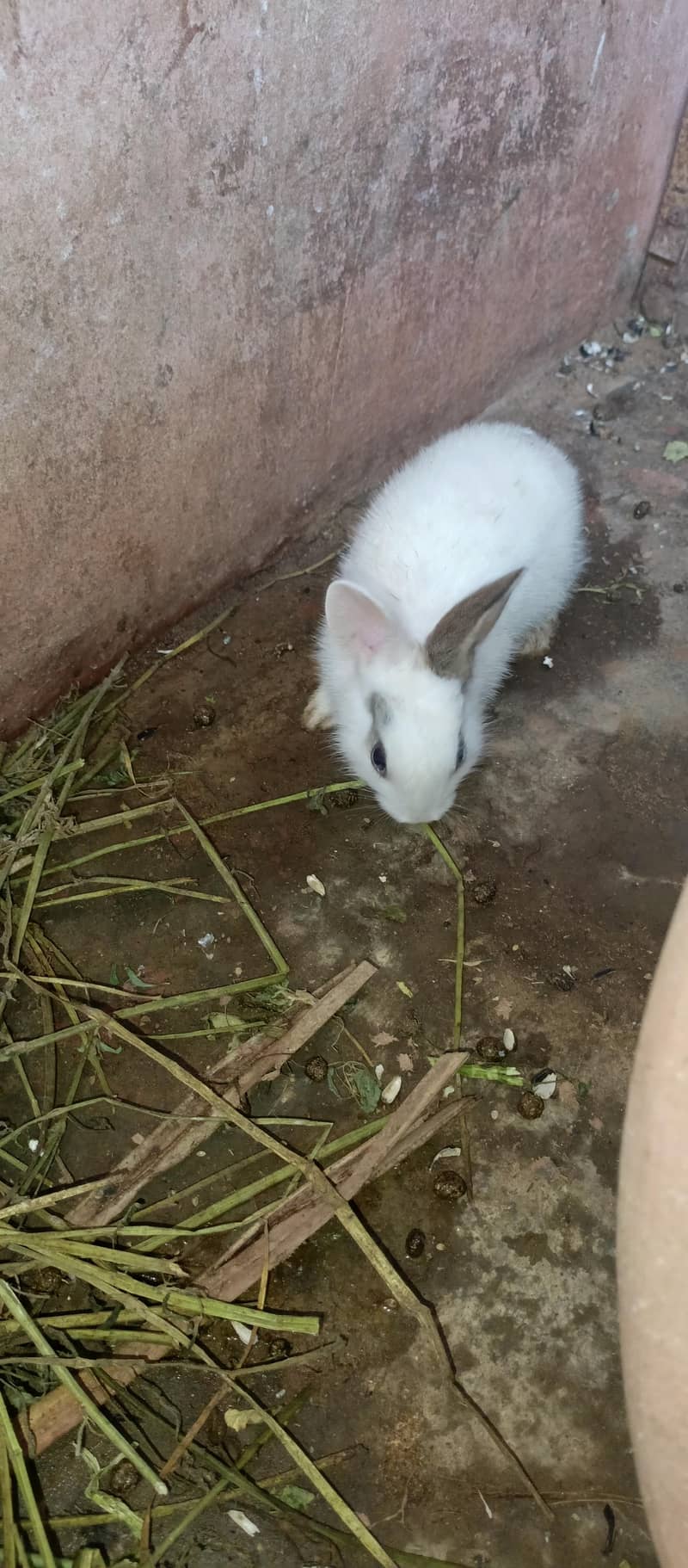 Rabbits 7