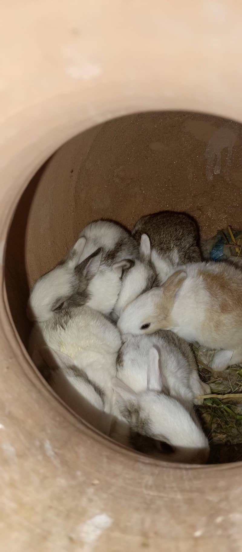 Rabbits 8