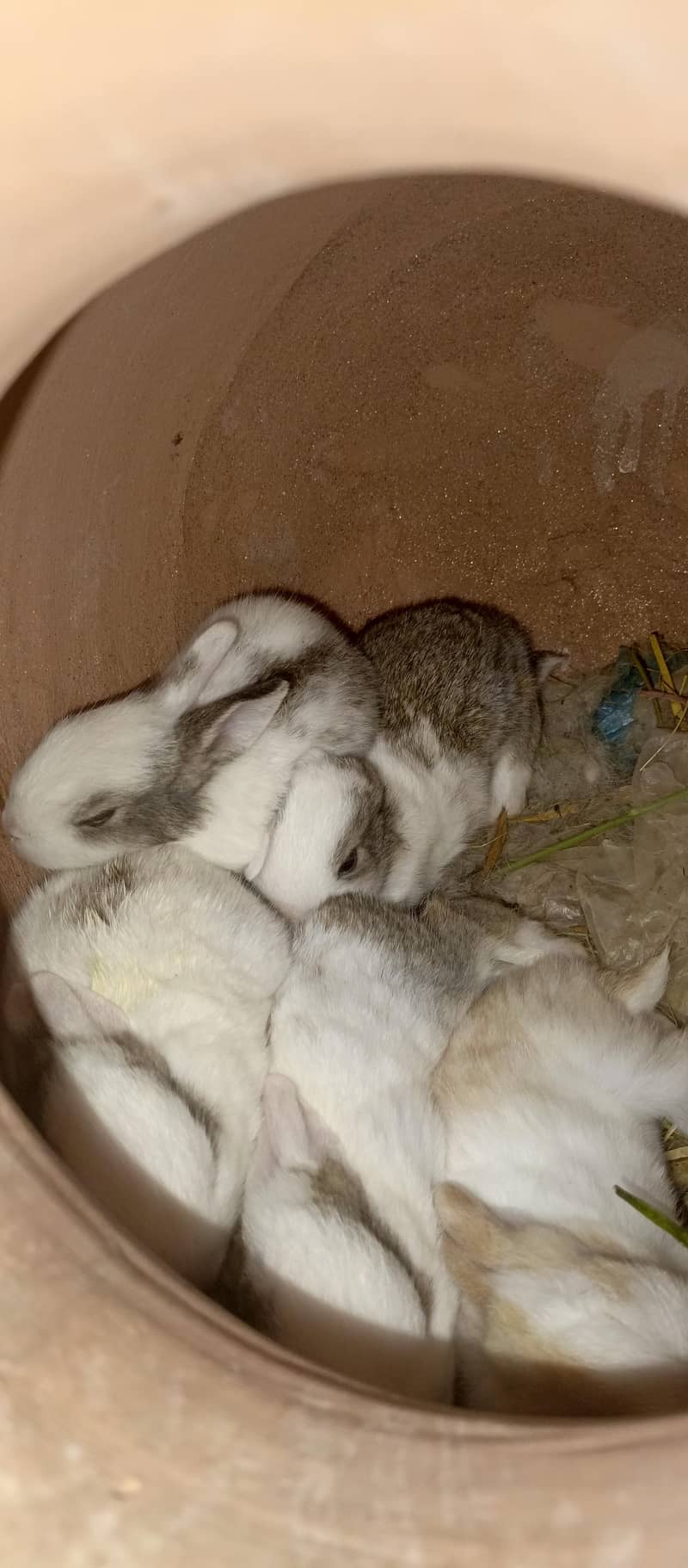 Rabbits 9
