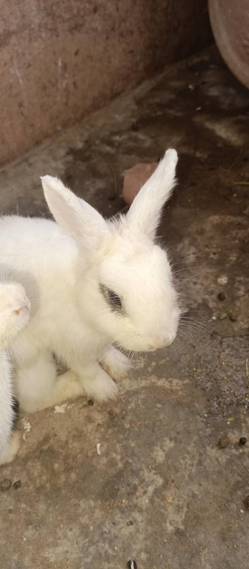 Rabbits 10