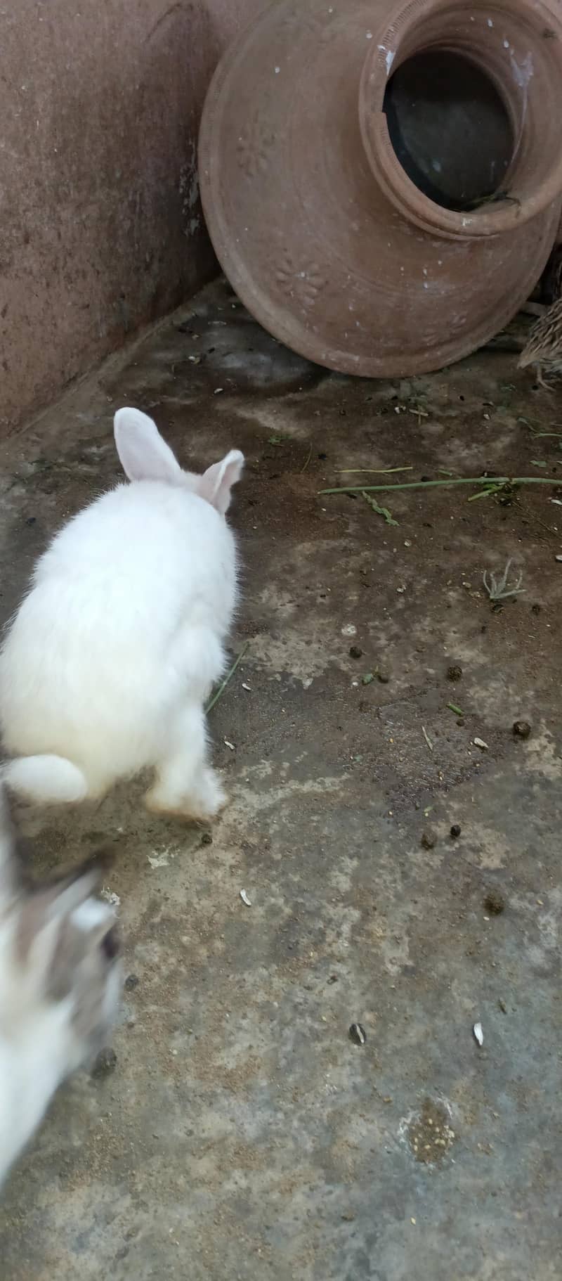 Rabbits 11