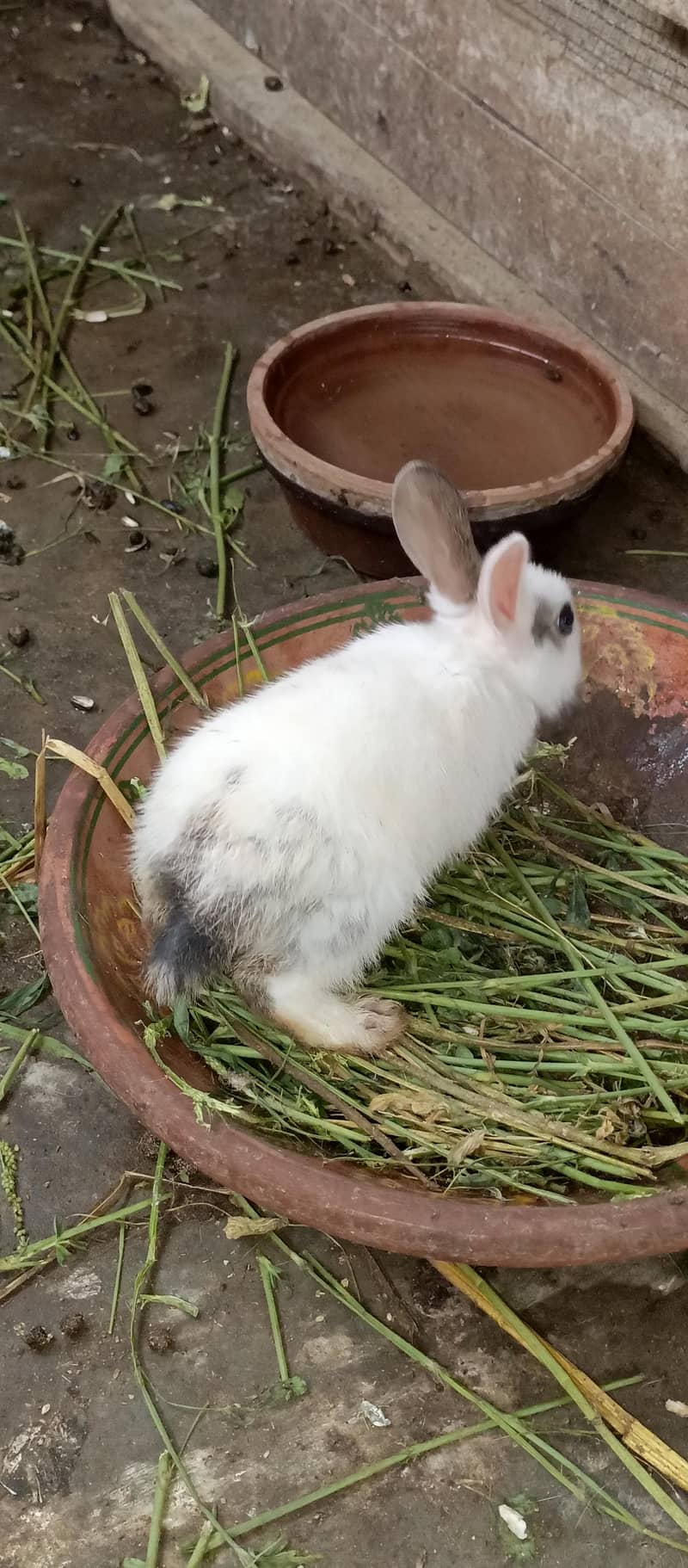 Rabbits 12