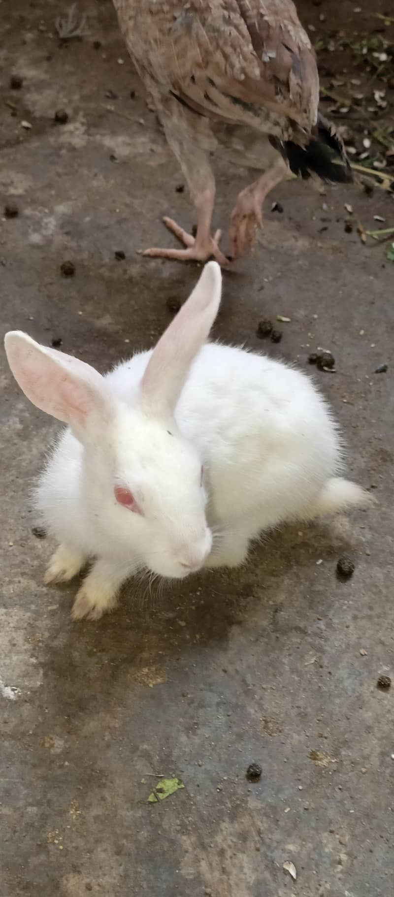 Rabbits 13