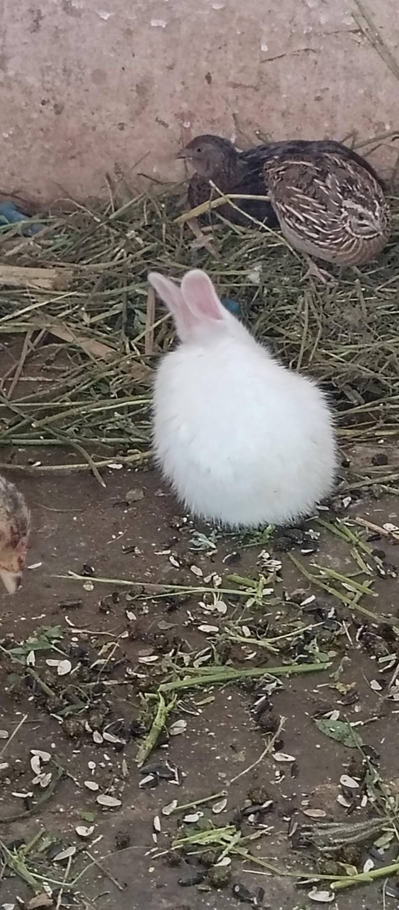 Rabbits 14