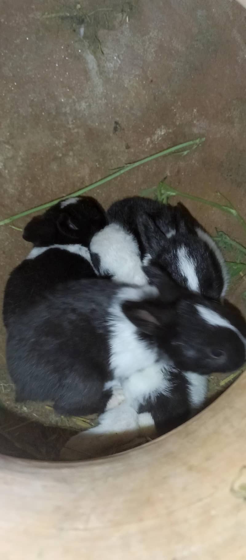 Rabbits 15