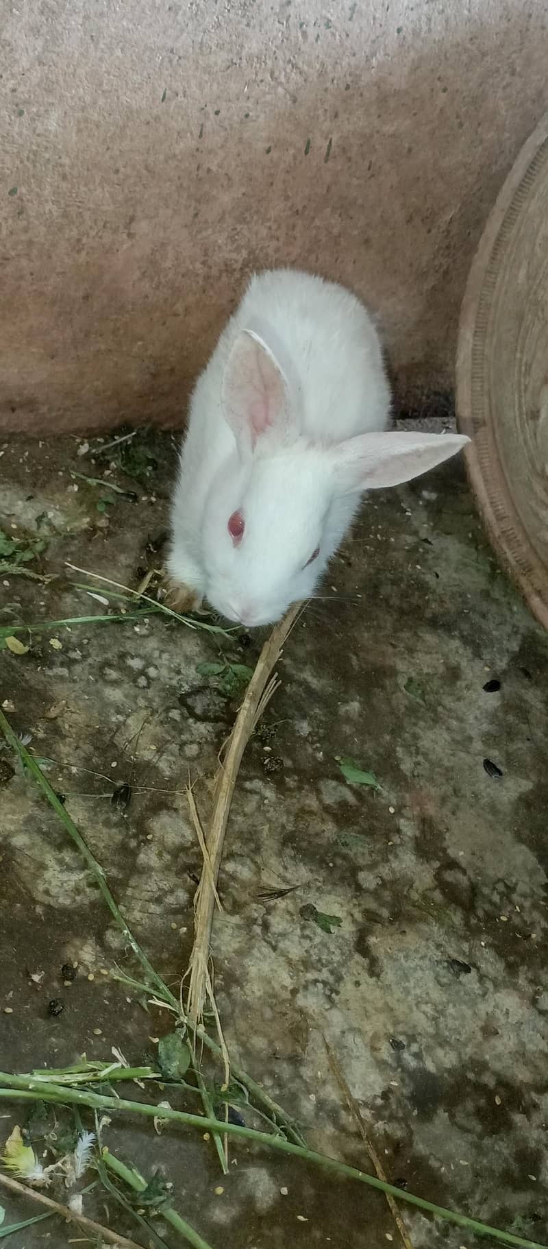 Rabbits 16
