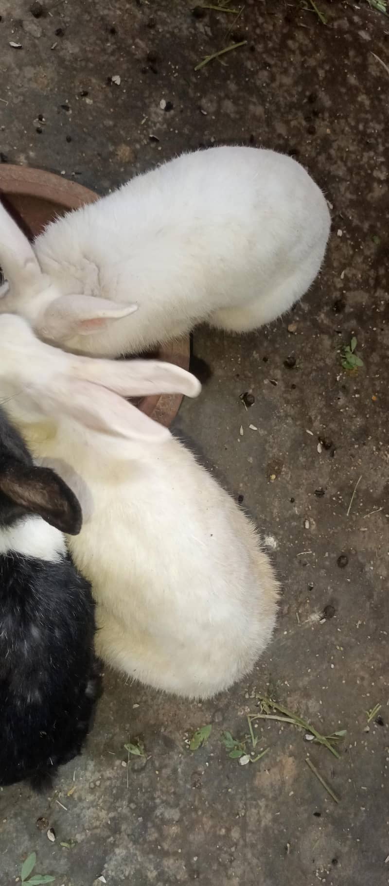 Rabbits 17