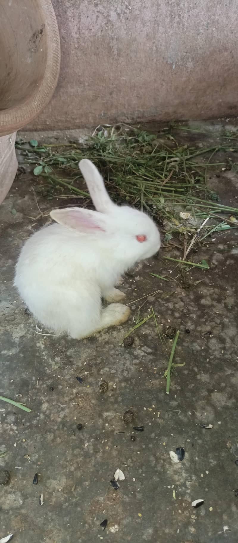 Rabbits 18