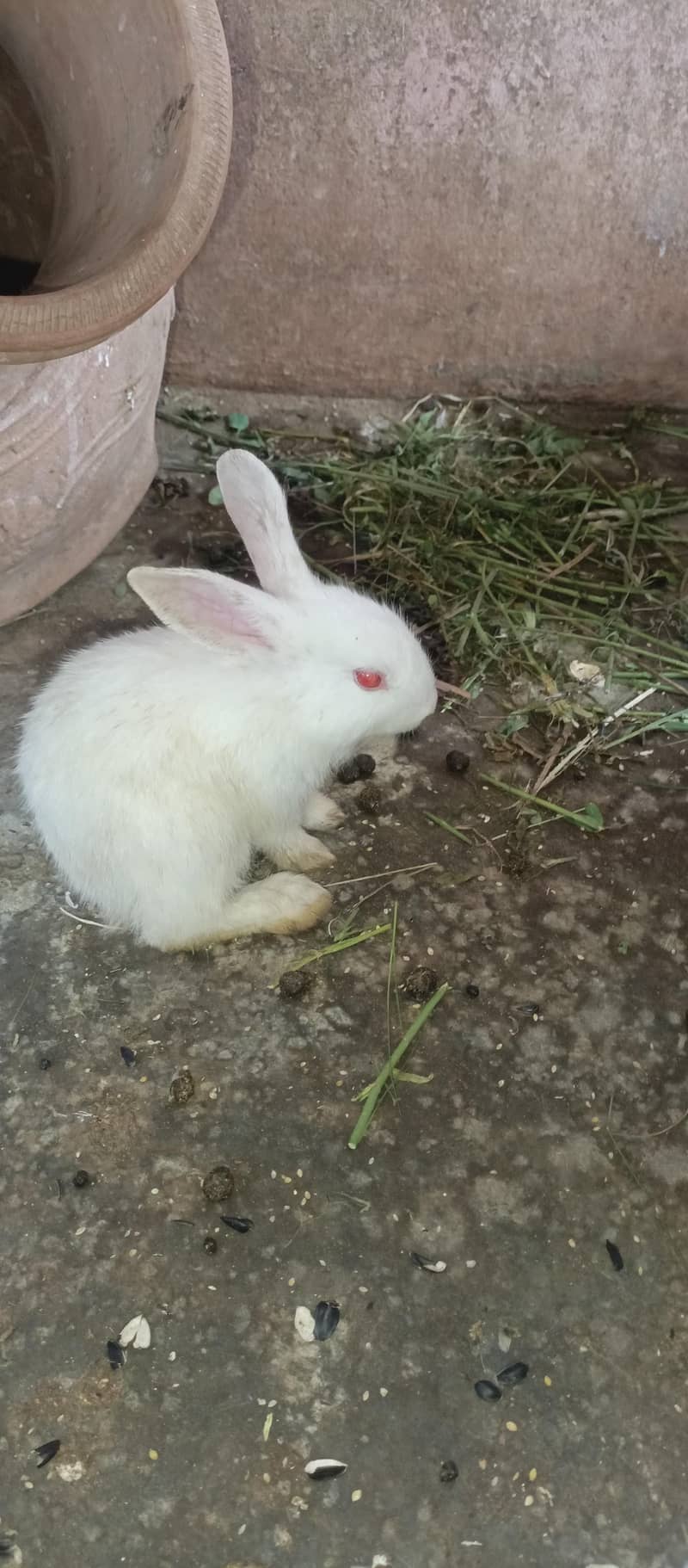 Rabbits 19
