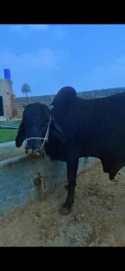 Fresh 2 teeth sahuwal bull for eid 2026