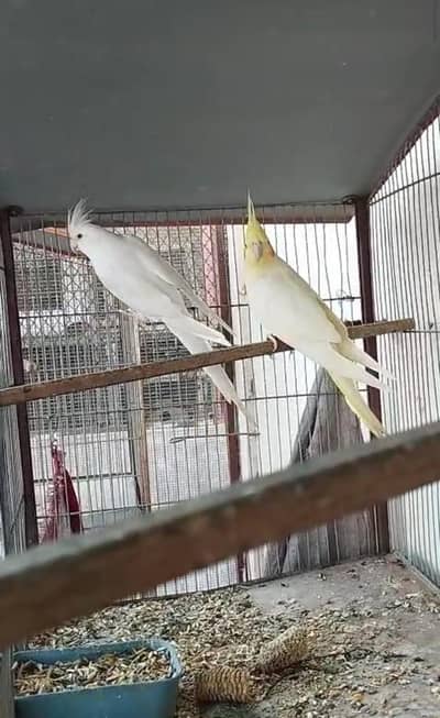 cocktail cockatiel parrot