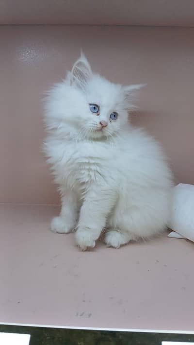 Persion kittens age 45 days . . Litter trained. . . triple coat punch