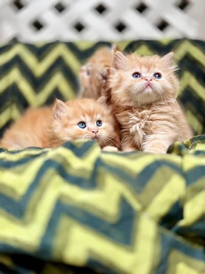 Persian kittens triple coat pair  for sale contact whatsap 03272663641