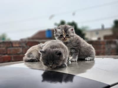 Triple Coat female Cat kitten