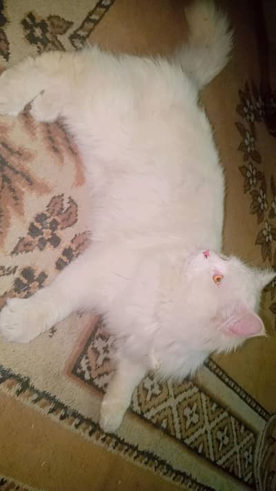 White colour male cat , triple coated.