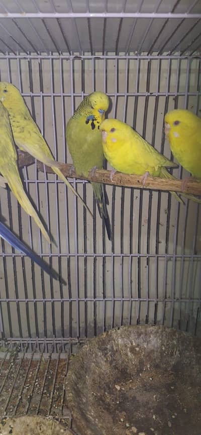 King size exhibition