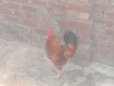 pure desi/village feed/organic