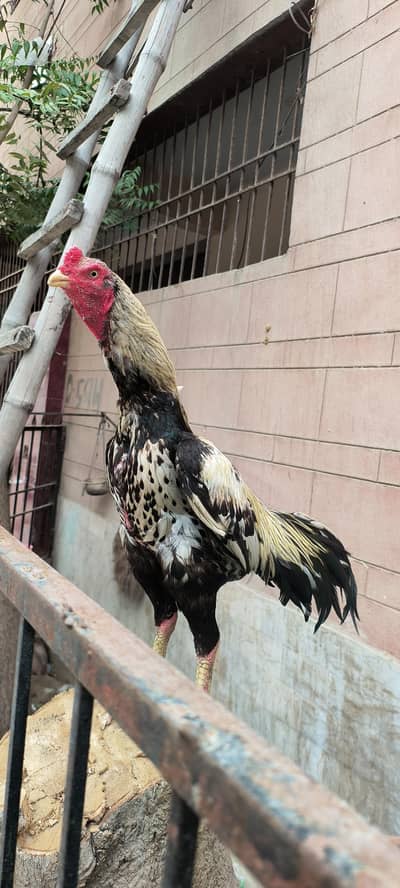 Long height white java. Exchange Heera k sath