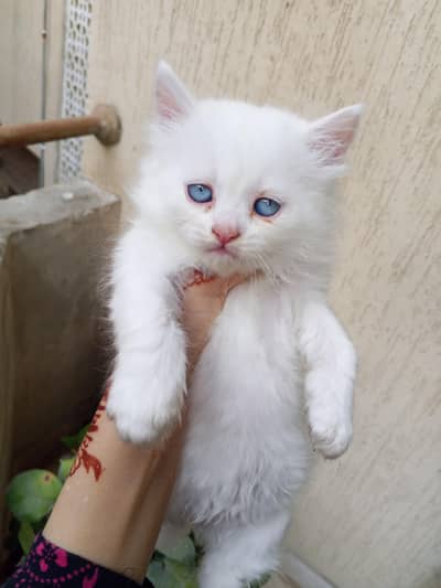 doll face Persian kittens for sale