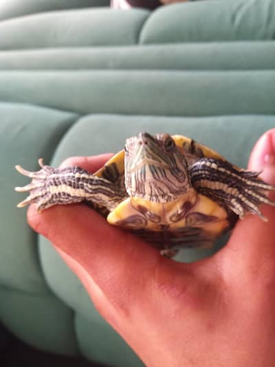 cute healthy male turtle 
