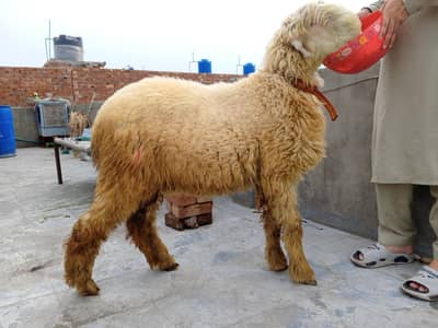 mundrachatra/chtra/kajla/tada/bakra/sheep/nagra