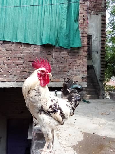 Dasi Rooster Pair  ( Strong and energetic  Good for breeding )