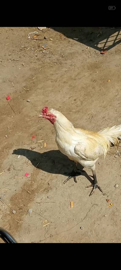 aseel murga mianwali