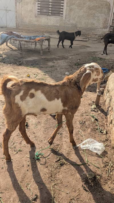 Bakra for sale Qurbani 2026