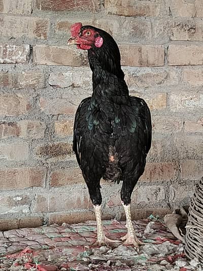 High Quality Patha and Hens