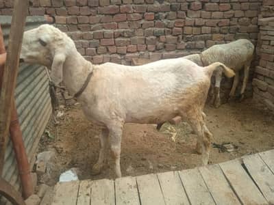 Sheep Chatra for qurbani | Best For Qurbani