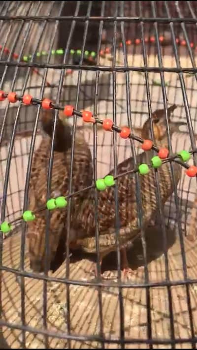 dakhi teter breeder pair for sale dakhi Irani cross male dakhi female