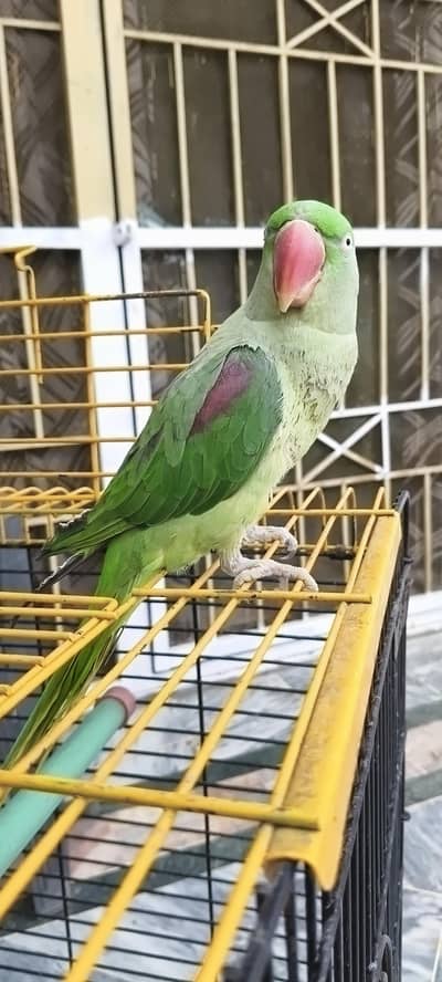 Raw Parrot