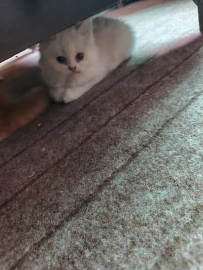 blue eyes, tripple coated, extreme punch faced persian kitten